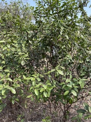 Atalantia monophylla