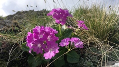 Primula hirsuta