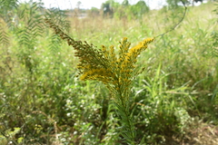 Solidago microglossa