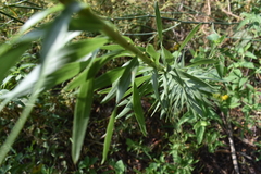 Solidago microglossa