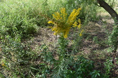 Solidago microglossa
