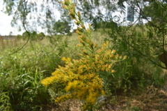 Solidago microglossa
