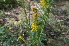Solidago microglossa