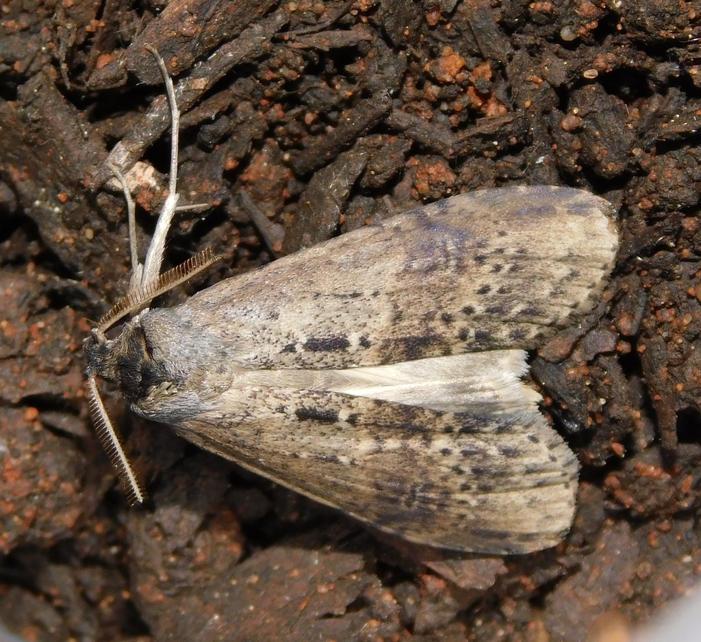 Thacona stictica