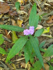 Eranthemum tetragonum