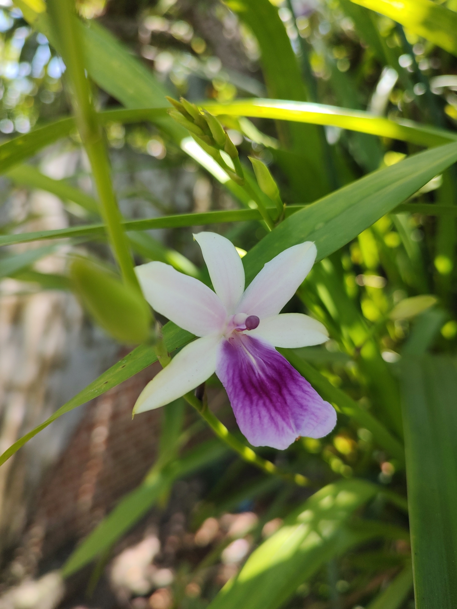 Imagem de Orquídea