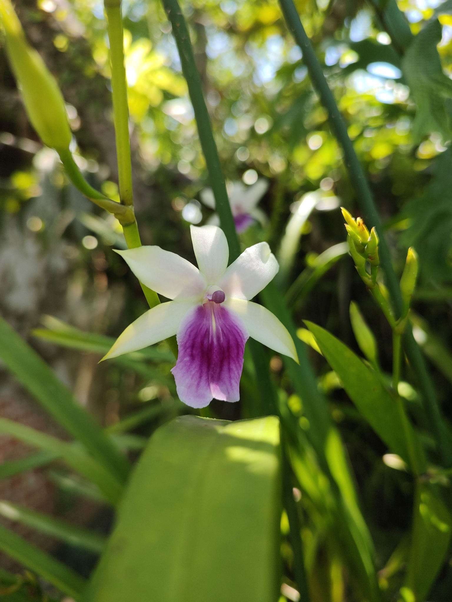 Imagem de Orquídea