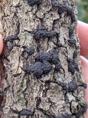 Annulohypoxylon annulatum