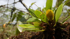 Specklinia