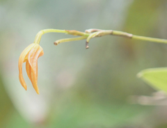 Specklinia