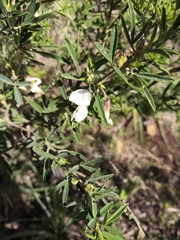 Chamaecytisus prolifer image