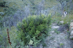 Dodonaea viscosa angustifolia