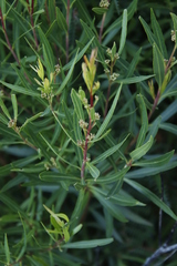 Dodonaea viscosa angustifolia
