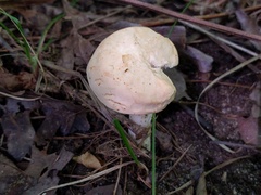 Hydnum subtilior