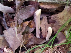 Clavariadelphus americanus