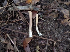 Clavariadelphus americanus