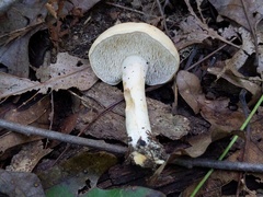Hydnum subtilior