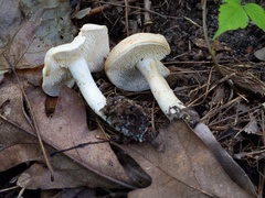 Hydnum subtilior