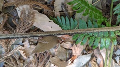 Melanographium