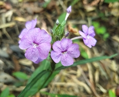 Eranthemum tetragonum