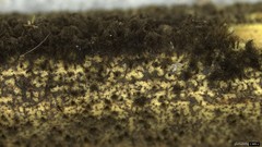 Melanographium