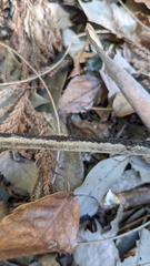 Melanographium
