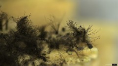Melanographium