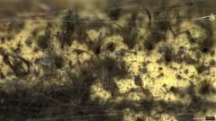 Melanographium