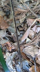 Melanographium