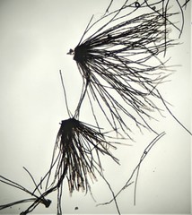 Melanographium