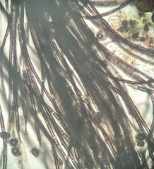 Melanographium
