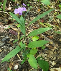 Eranthemum tetragonum