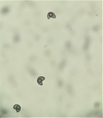 Melanographium