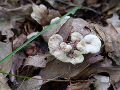 Thelephora americana