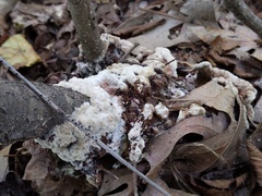 Thelephora americana