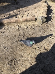 Columba livia domestica