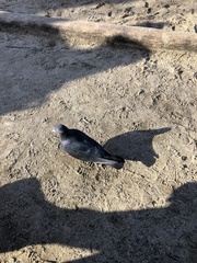 Columba livia domestica