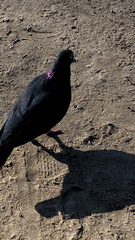 Columba livia domestica