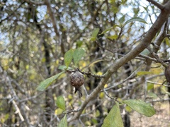 Gardenia saxatilis