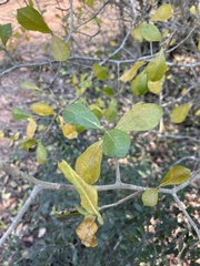 Gardenia saxatilis