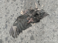 Coragyps atratus brasiliensis