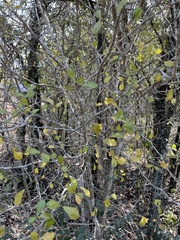 Gardenia saxatilis