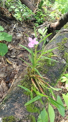 Dimerandra emarginata