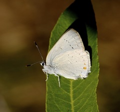 Satyrium sylvinus dryope