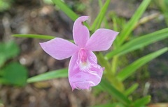 Dimerandra emarginata