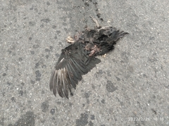 Coragyps atratus brasiliensis