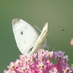 Pieris rapae