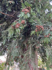 Chamaecyparis lawsoniana