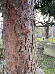 Chamaecyparis lawsoniana