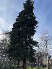 Chamaecyparis lawsoniana